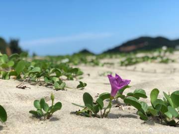 解“火樹銀花”打一最佳生肖
