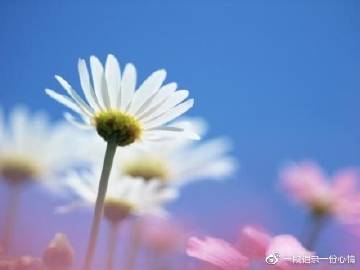 解“火樹銀花”打一最佳生肖